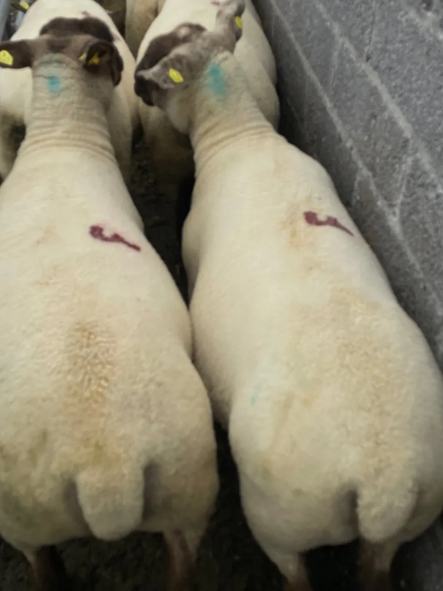 Suffock Ewe Hoggetts - Image 3