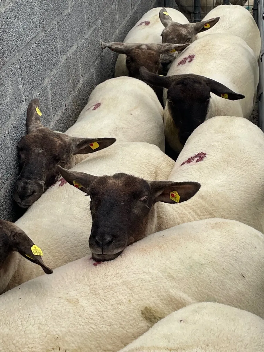 Suffock Ewe Hoggetts - Image 1