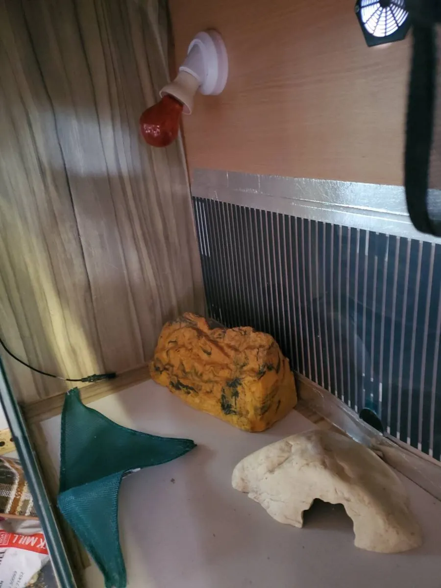 Vivarium - Image 3