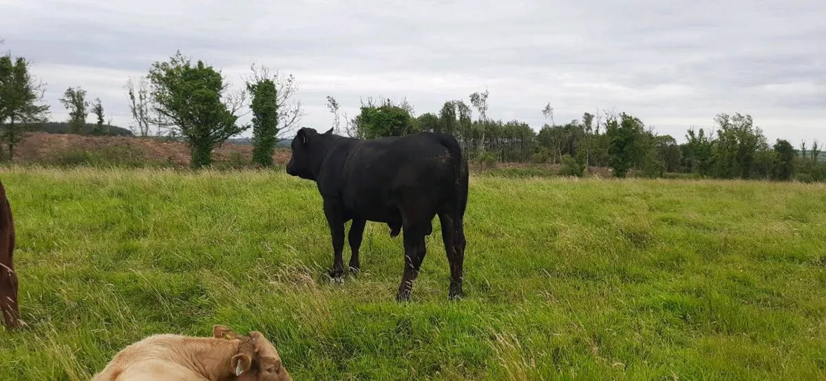 Vasectomised  Bull - Image 1