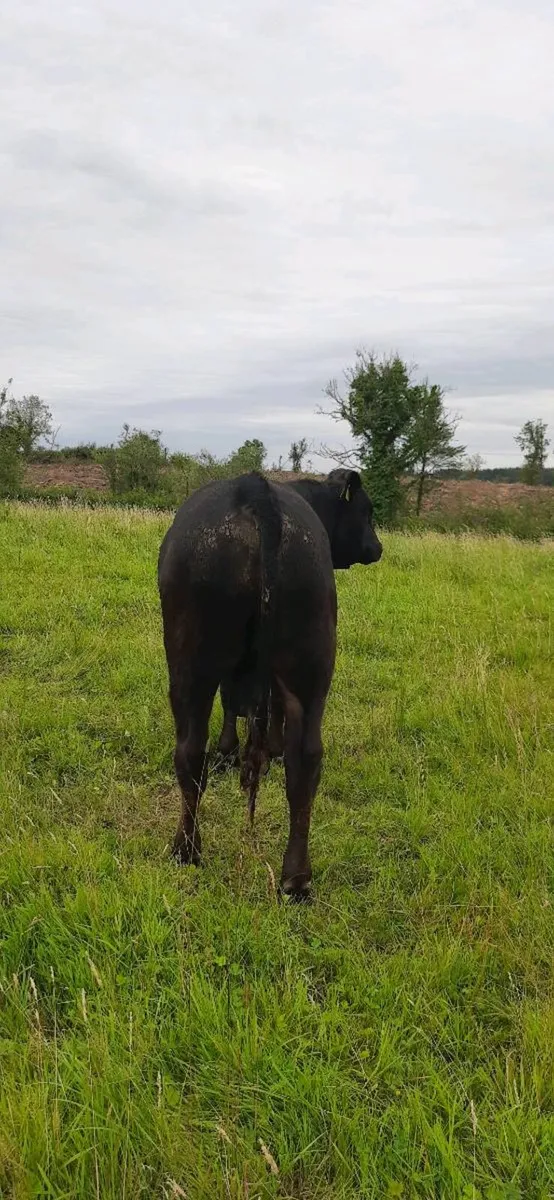 Vasectomised  Bull - Image 2