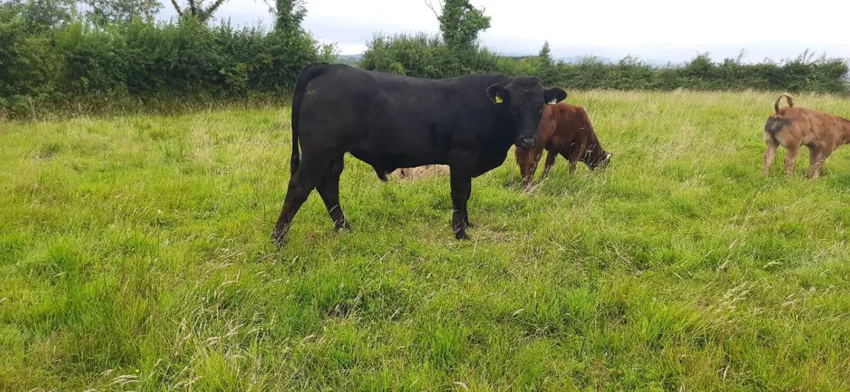 Vasectomised  Bull - Image 3