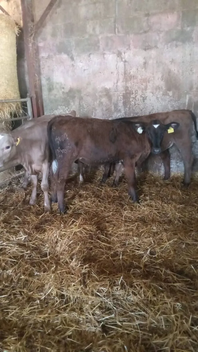 5 smashing charolais and limousine heifers - Image 1