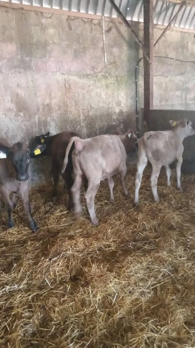 5 smashing charolais and limousine heifers - Image 2