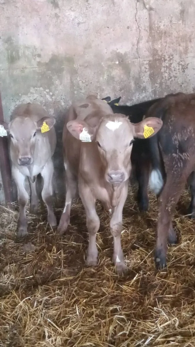 5 smashing charolais and limousine heifers - Image 3