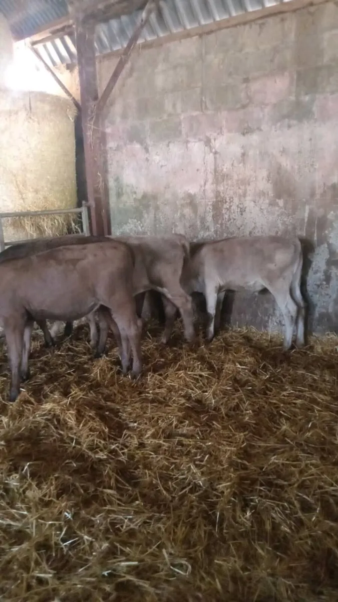 5 smashing charolais and limousine heifers - Image 4