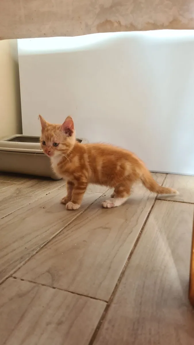 2 male kittens looking for good home - Image 1