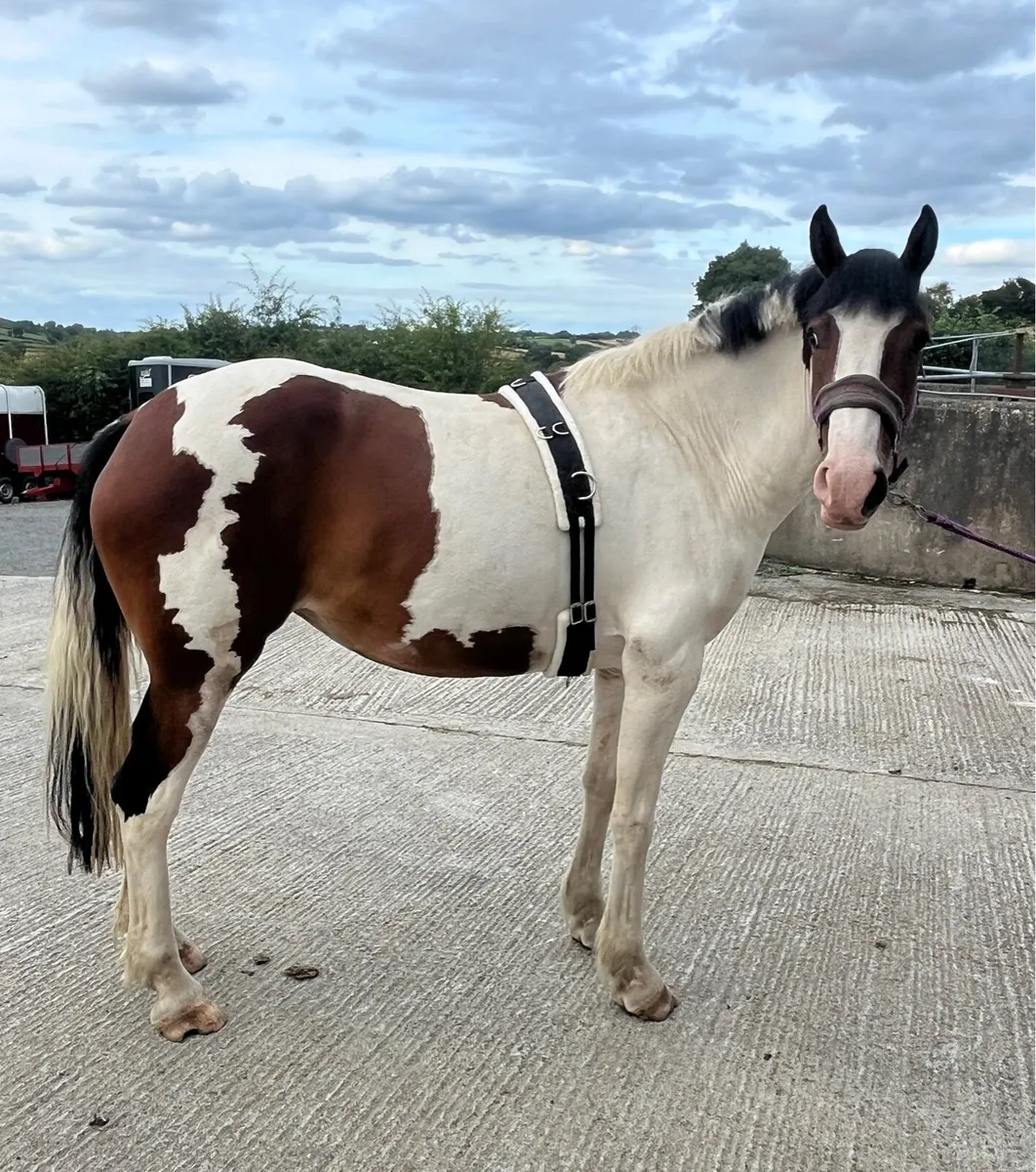 Irish sport horse / all rounder - Image 1
