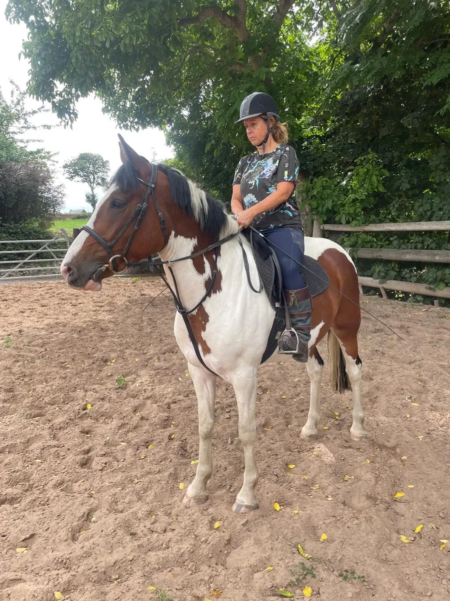 Irish sport horse / all rounder - Image 2