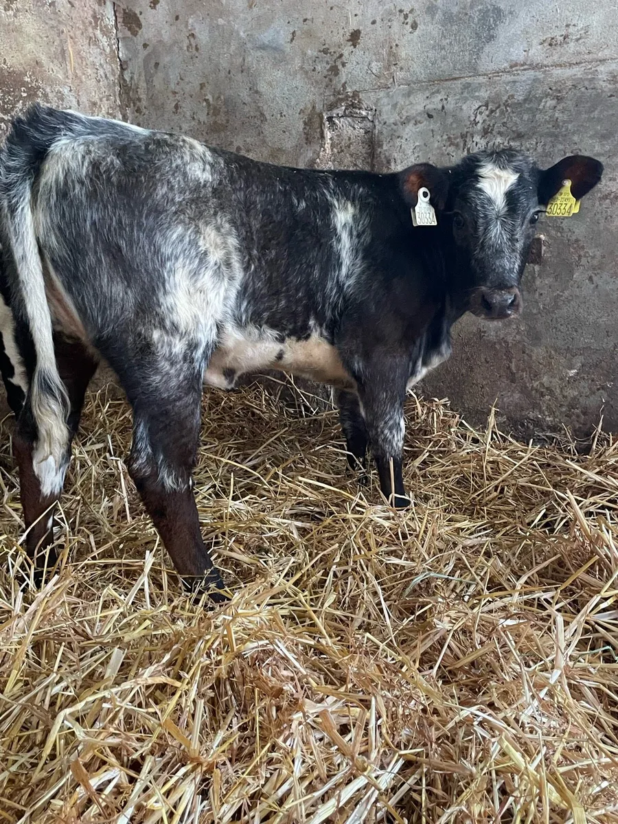 Shorthorn Heifer Runner - Image 3
