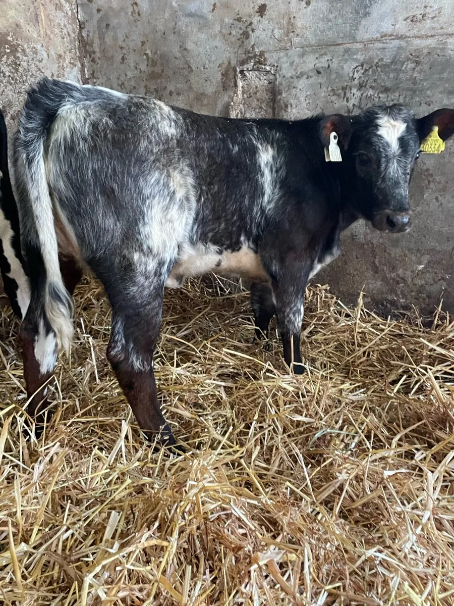 Shorthorn Heifer Runner - Image 1