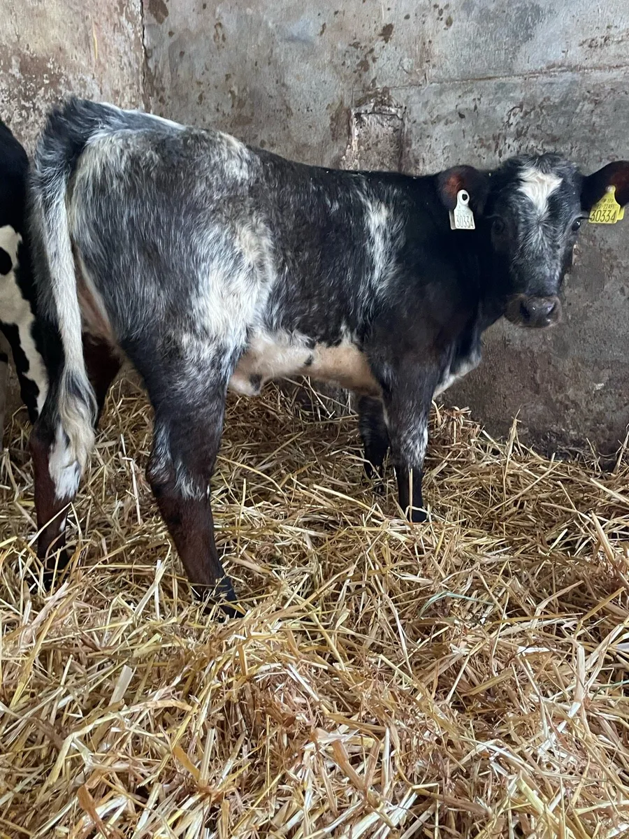 Shorthorn Heifer Runner - Image 2