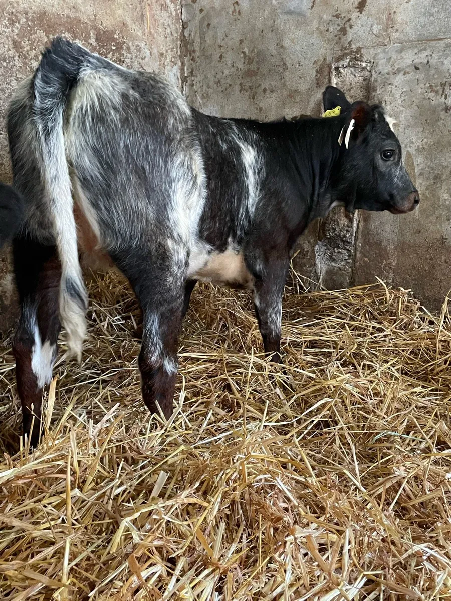 Shorthorn Heifer Runner - Image 4