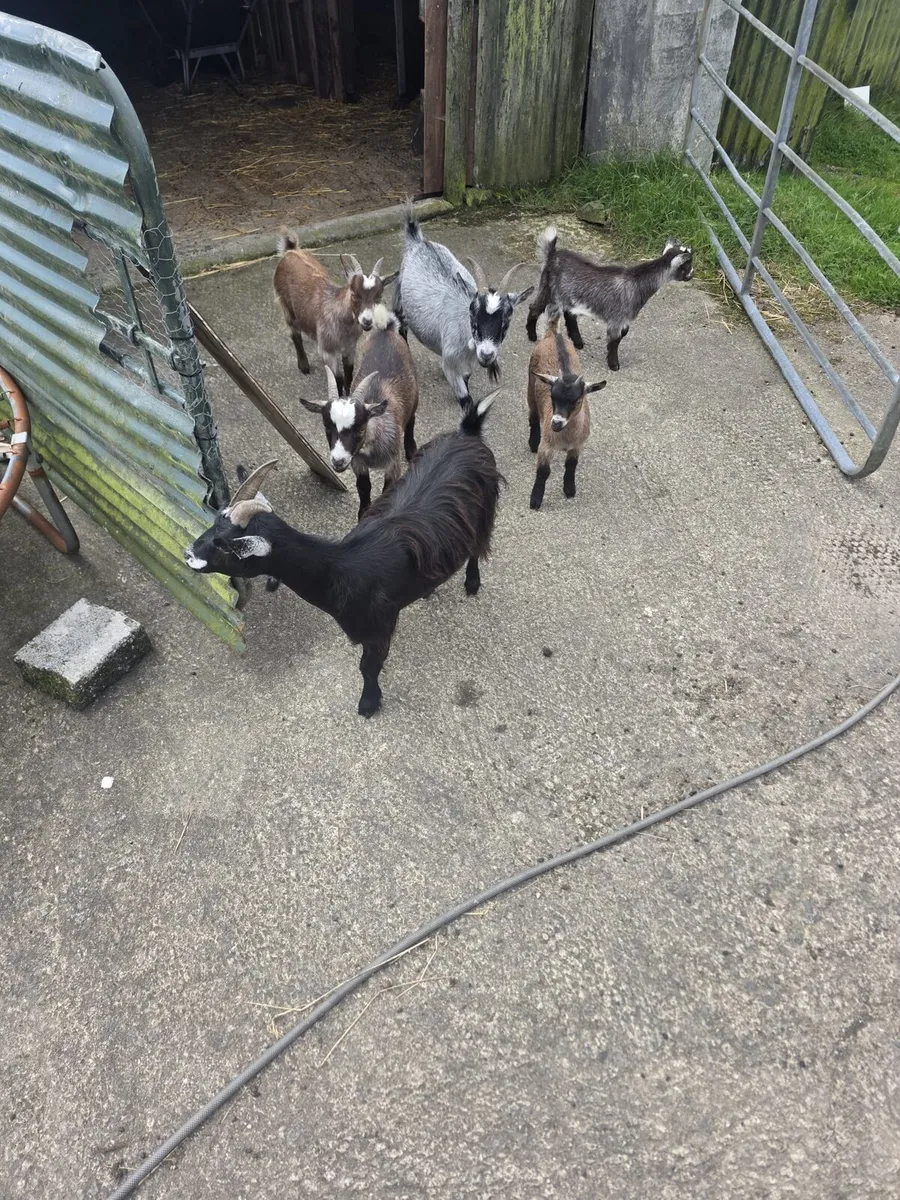 Pygmy goats - Image 1