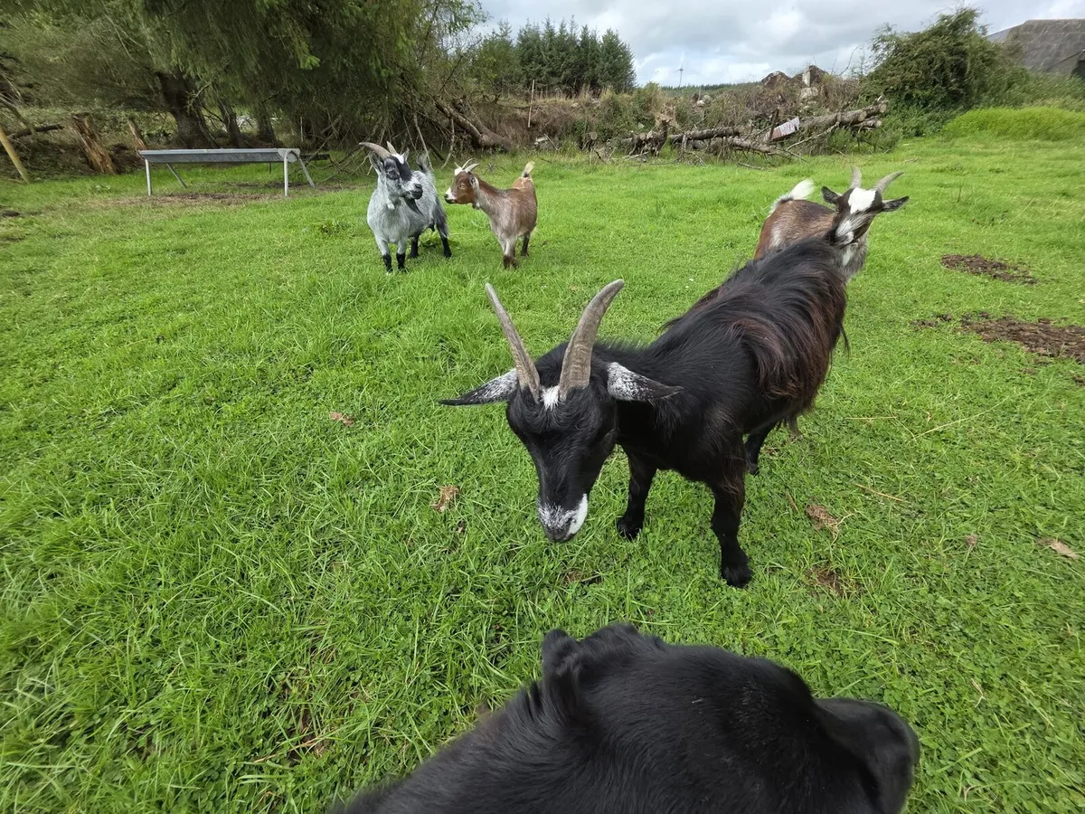 Pygmy goats - Image 2