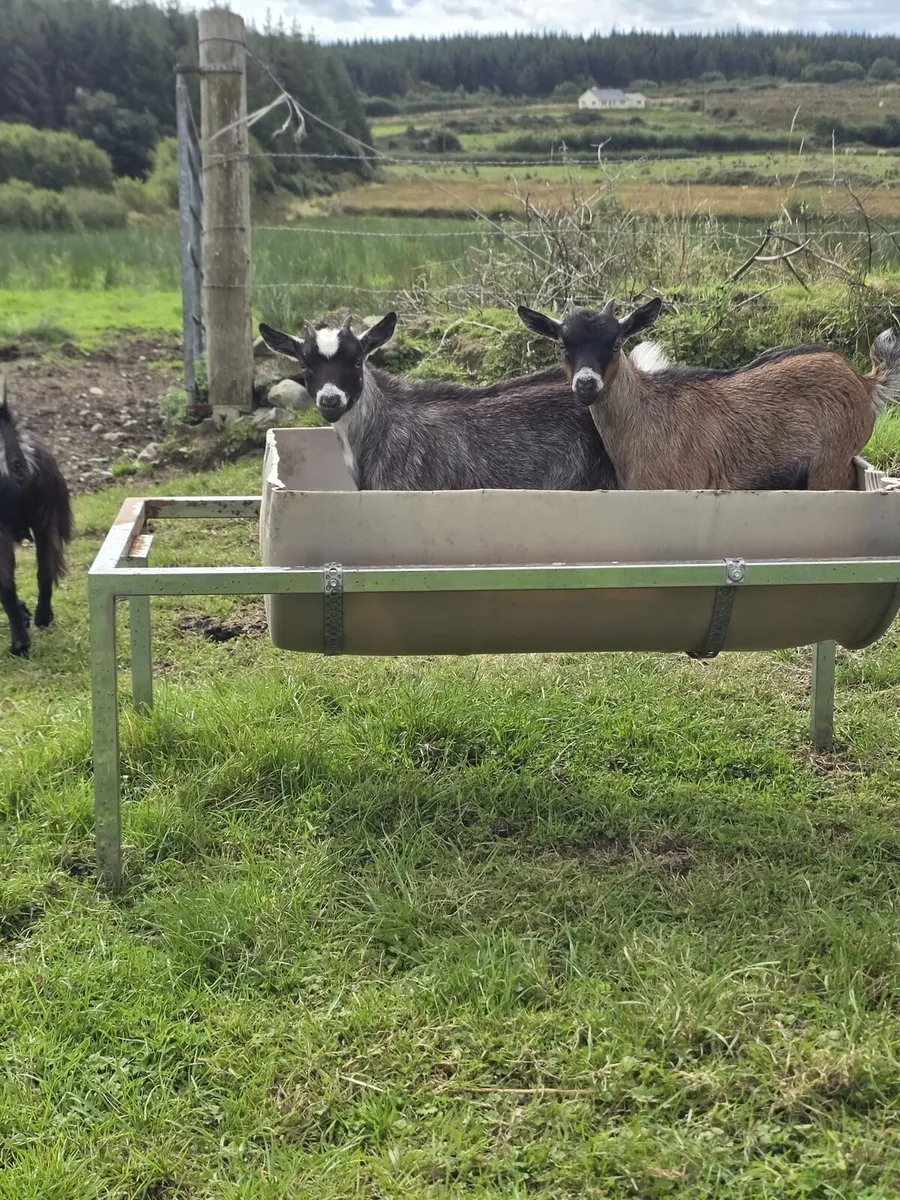 Pygmy goats - Image 3