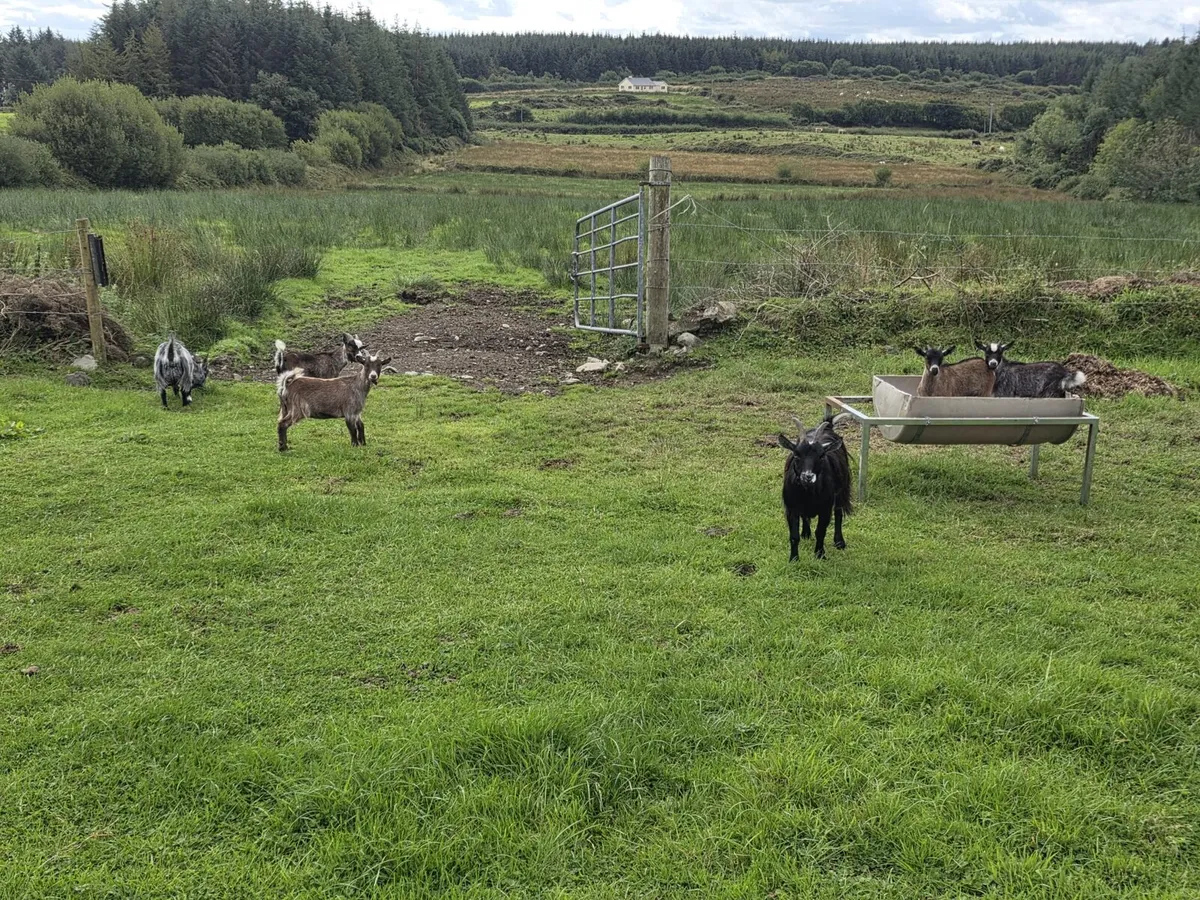 Pygmy goats - Image 4