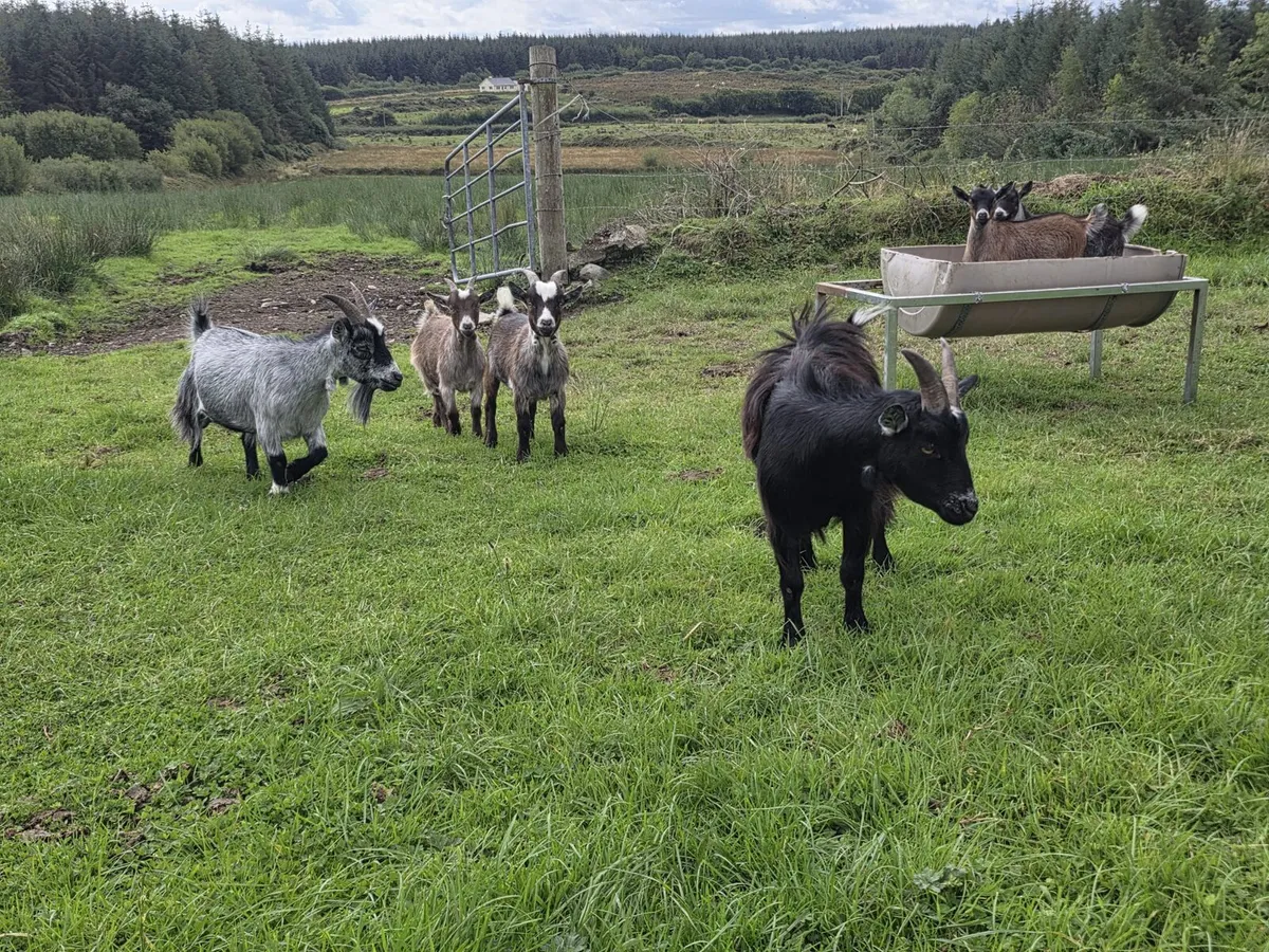 Pygmy goats still available - Image 4