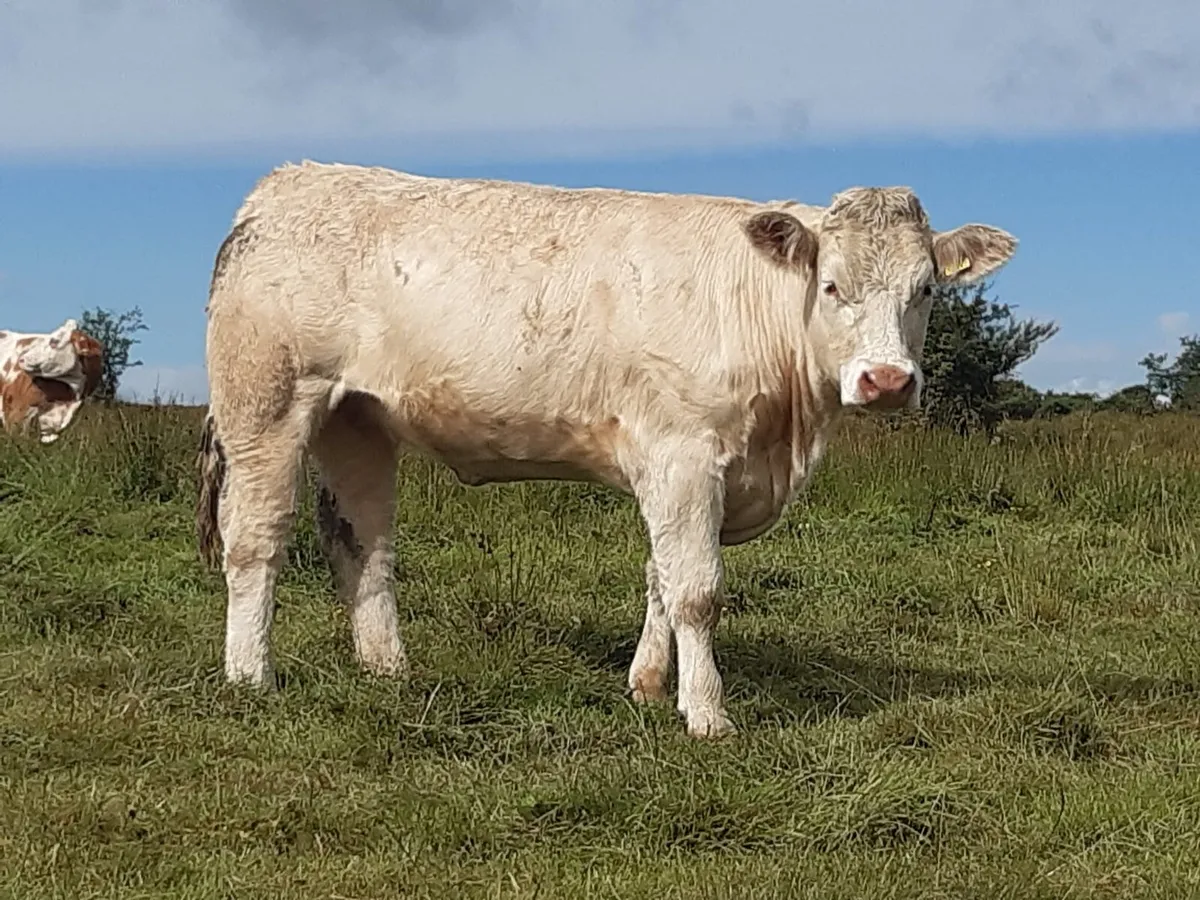 PB Charolais heifers for sale - Image 1