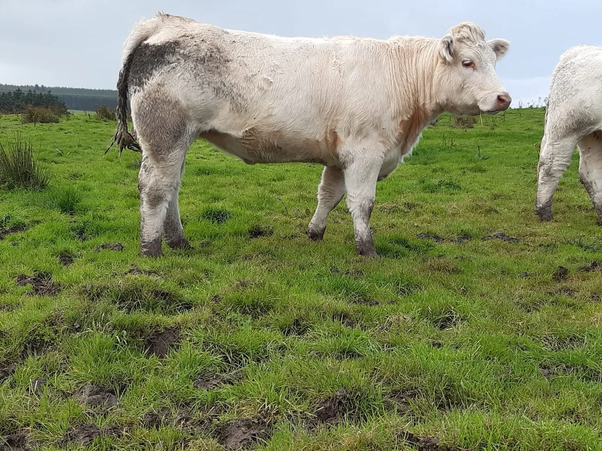 PB Charolais heifers for sale - Image 2