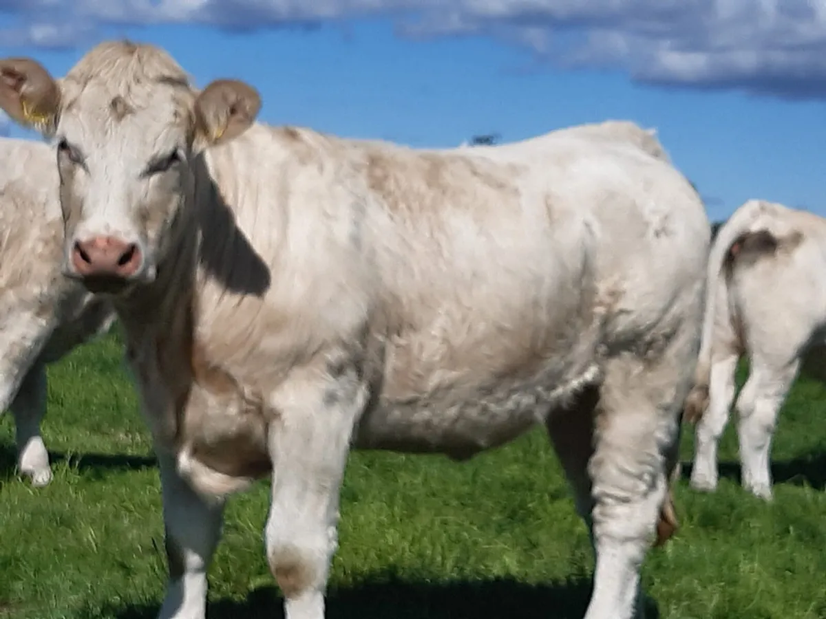PB Charolais heifers for sale - Image 3