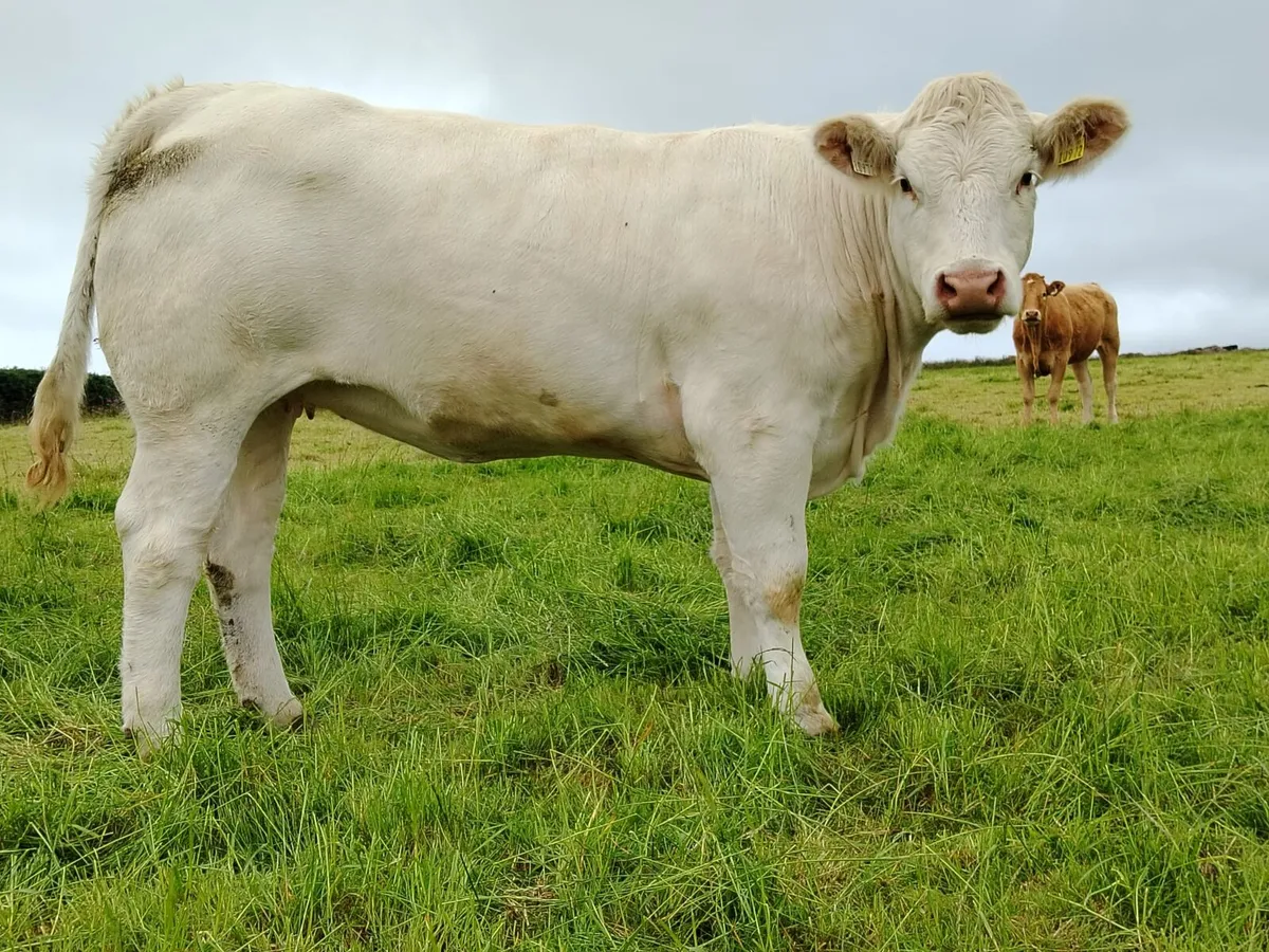 PB Charolais heifers for sale - Image 4