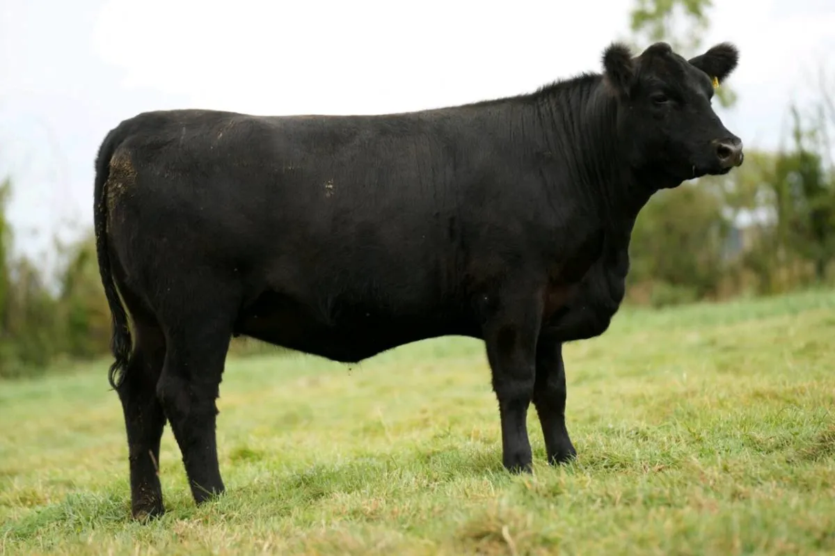 Angus Production Sale - Image 4
