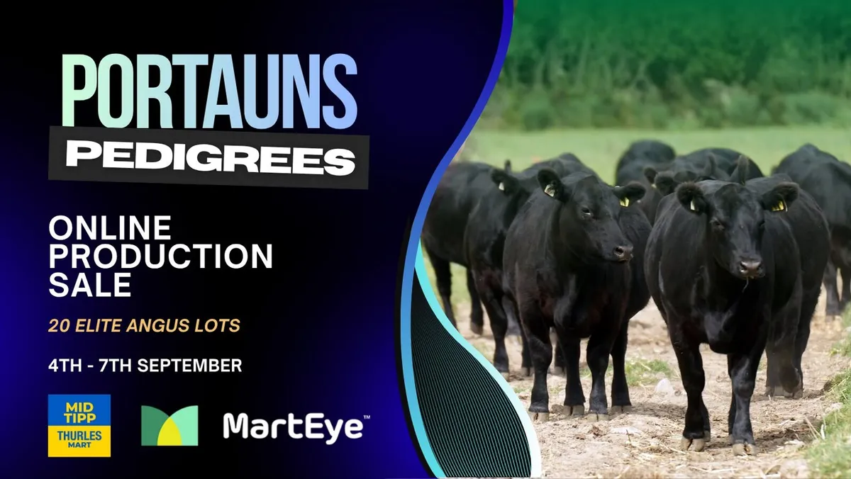 Angus Production Sale - Image 2