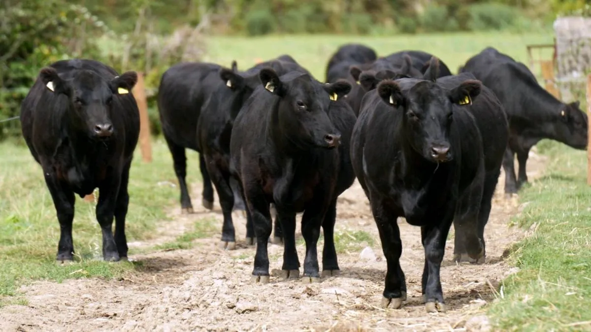 Angus Production Sale - Image 1