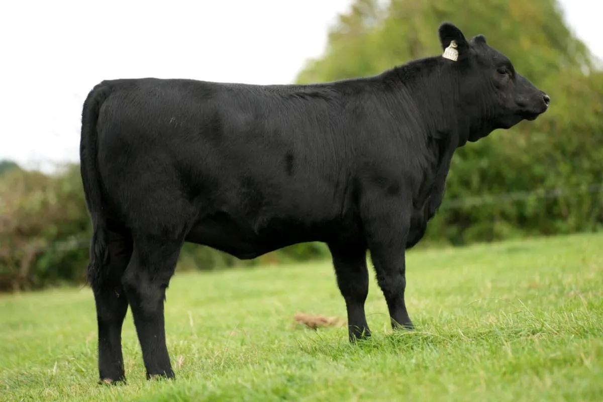 Angus Production Sale - Image 3