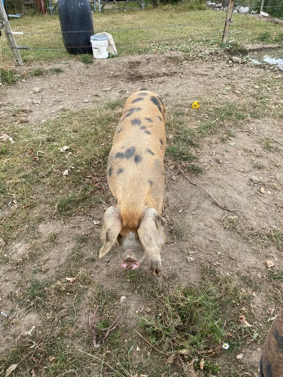 Pigs - Image 2