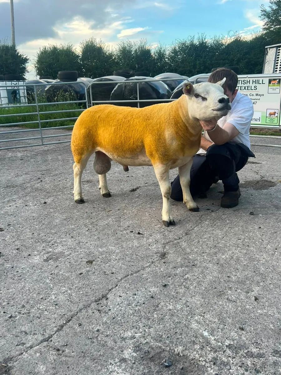 Pedigree Ram on sale at Blessington mart this Sat - Image 2