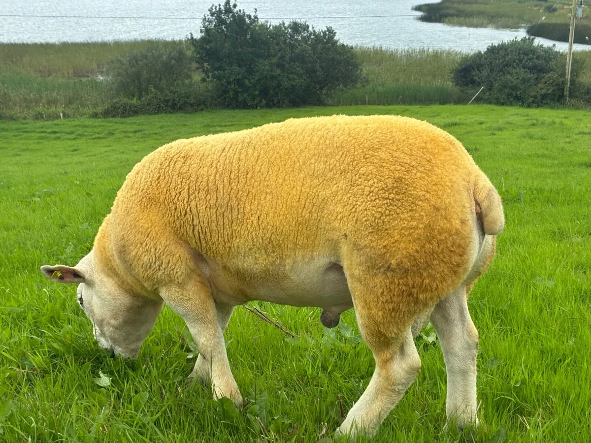 Pedigree Ram on sale at Blessington mart this Sat - Image 3