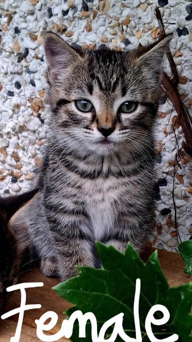 kittens - Image 1