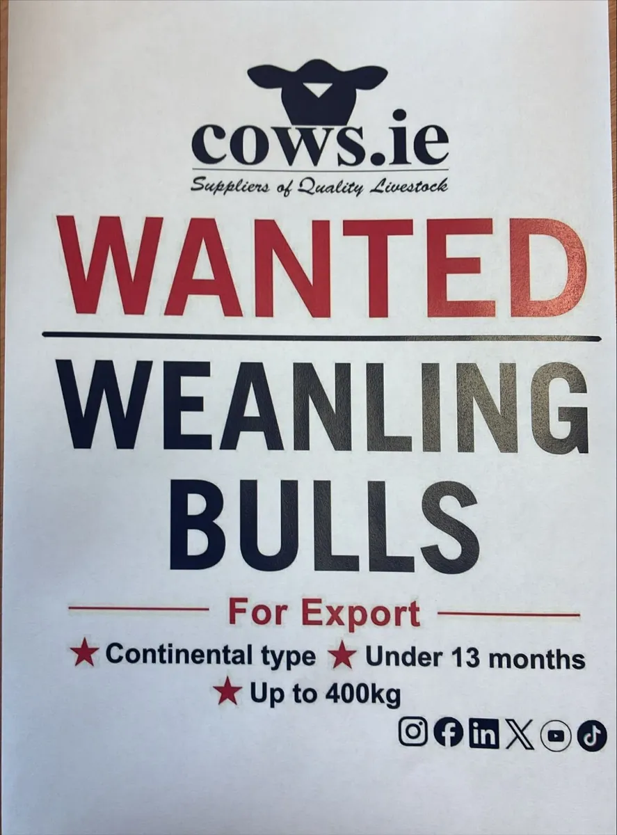 For Export Weanling Bulls