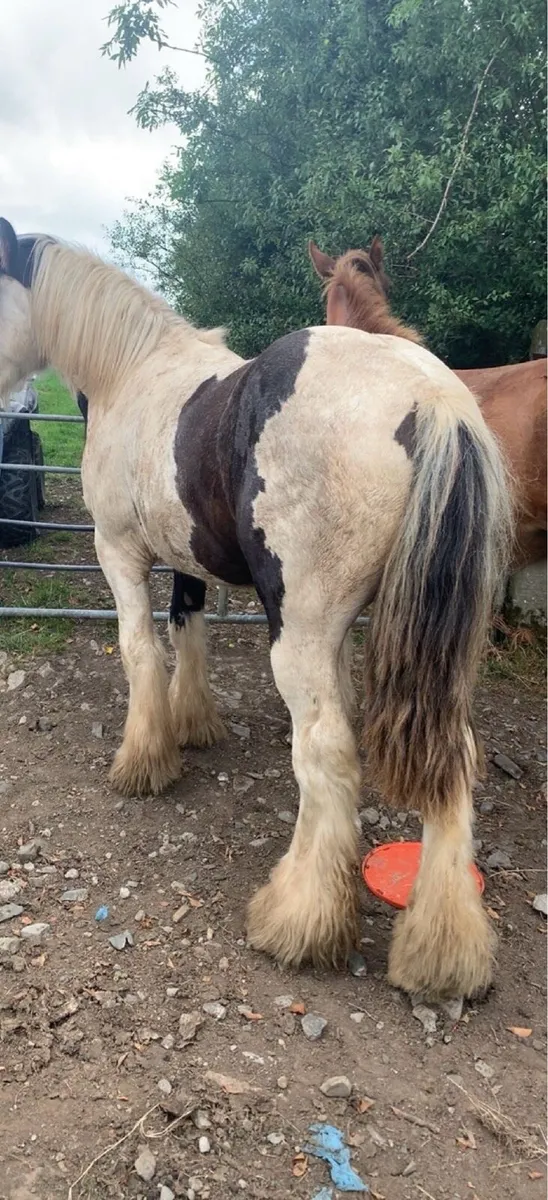 Horse - Image 4