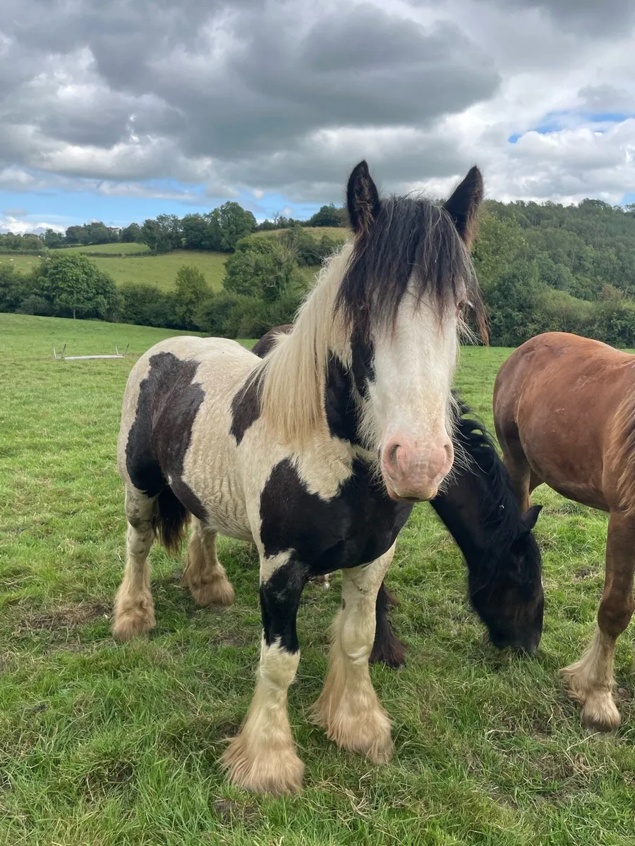 Horse - Image 1