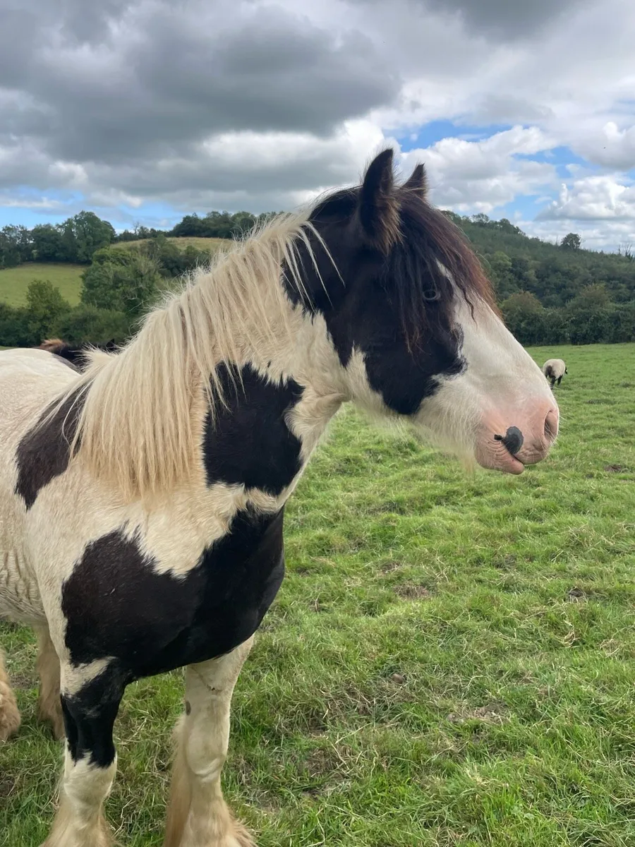 Horse - Image 2