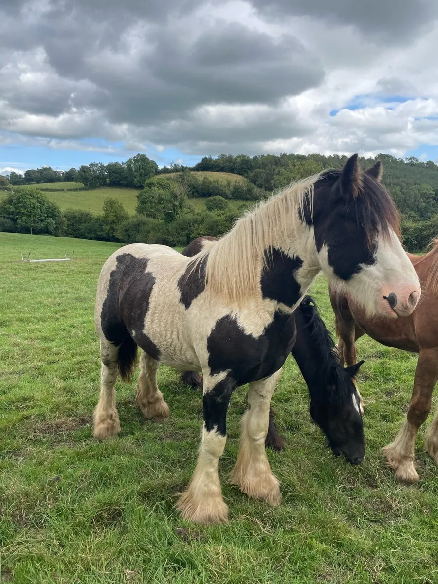 Horse - Image 3