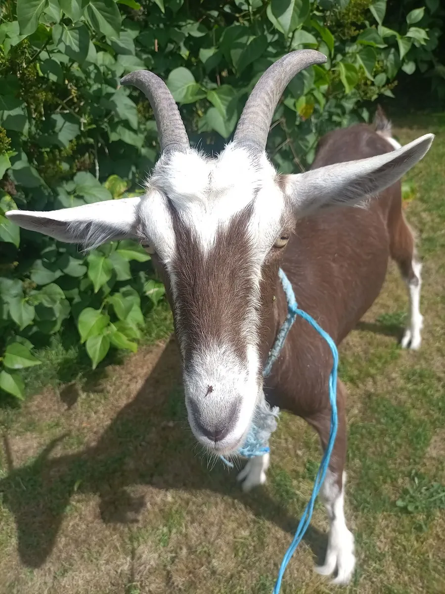 Female goat - Image 1