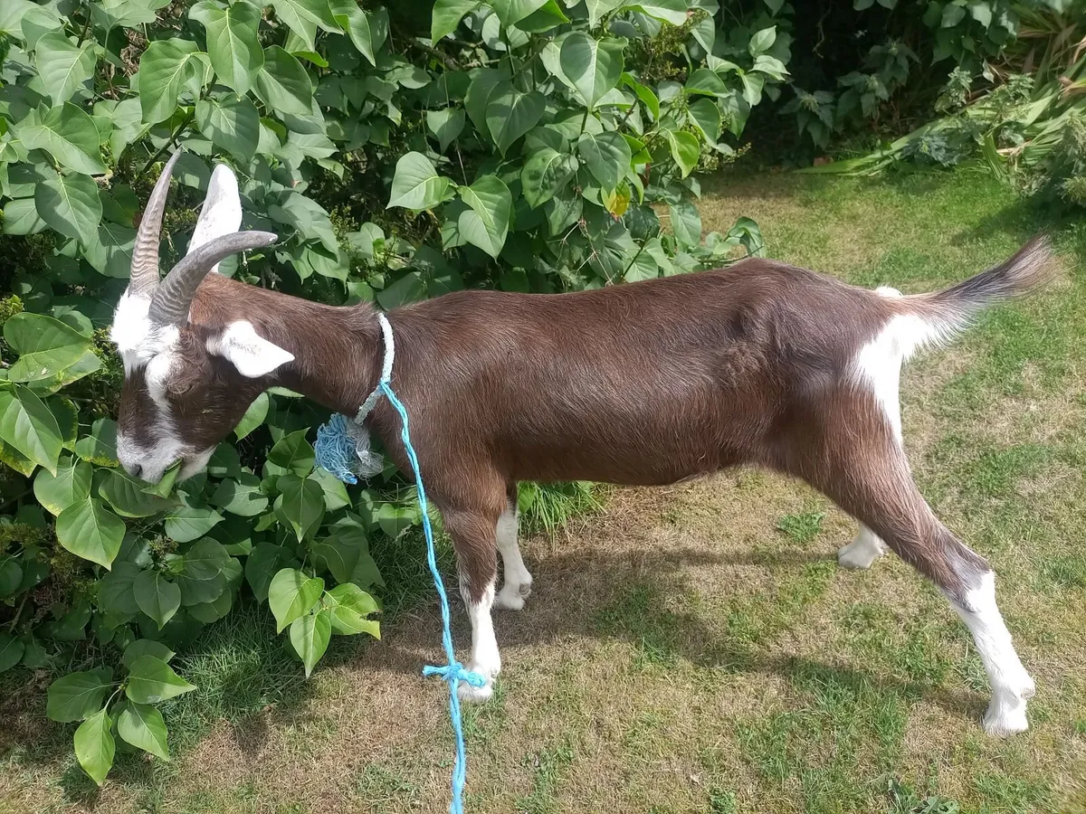 Female goat - Image 2
