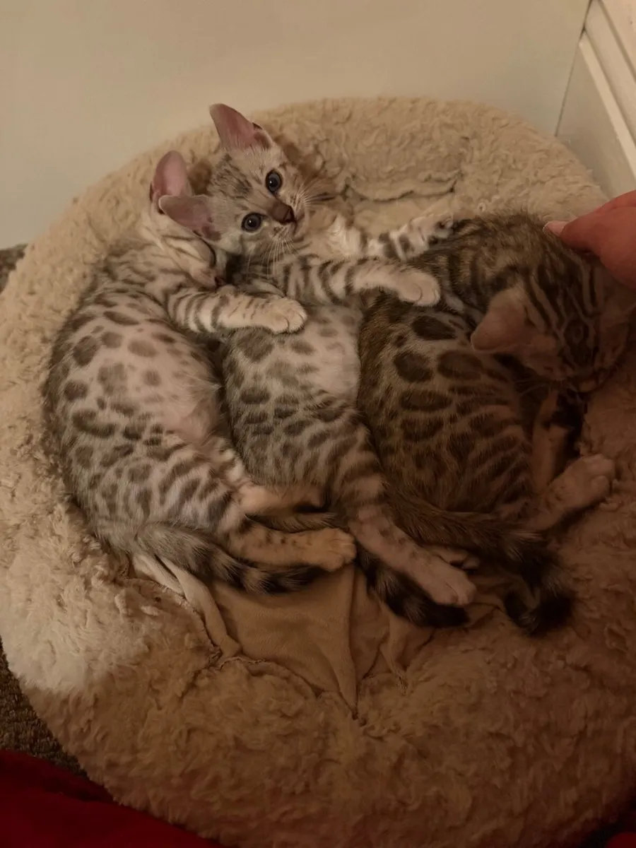 Kitten - Image 1