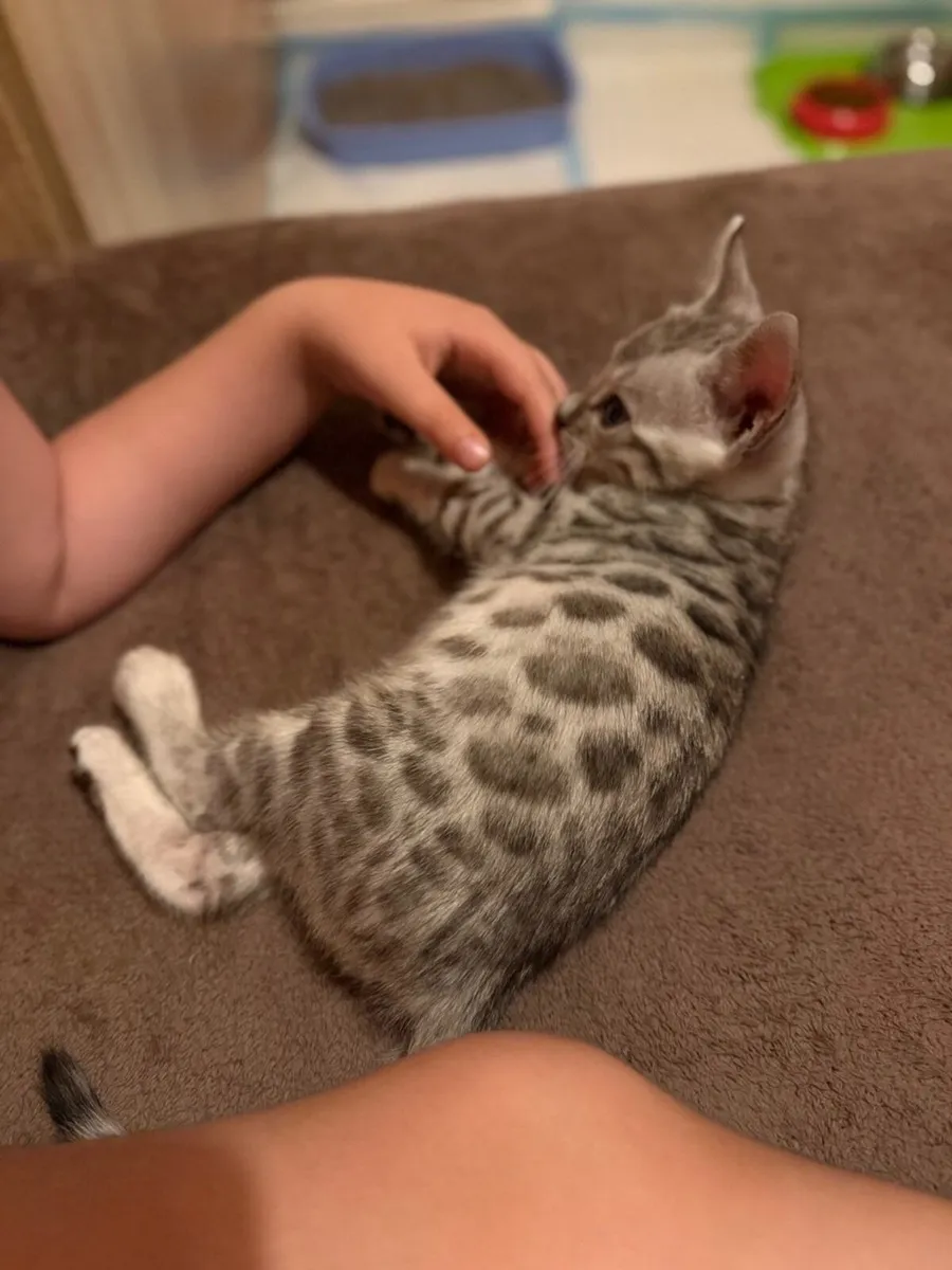 Kitten - Image 2