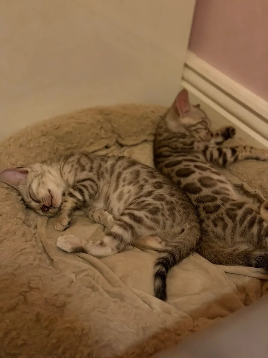 Kitten - Image 3