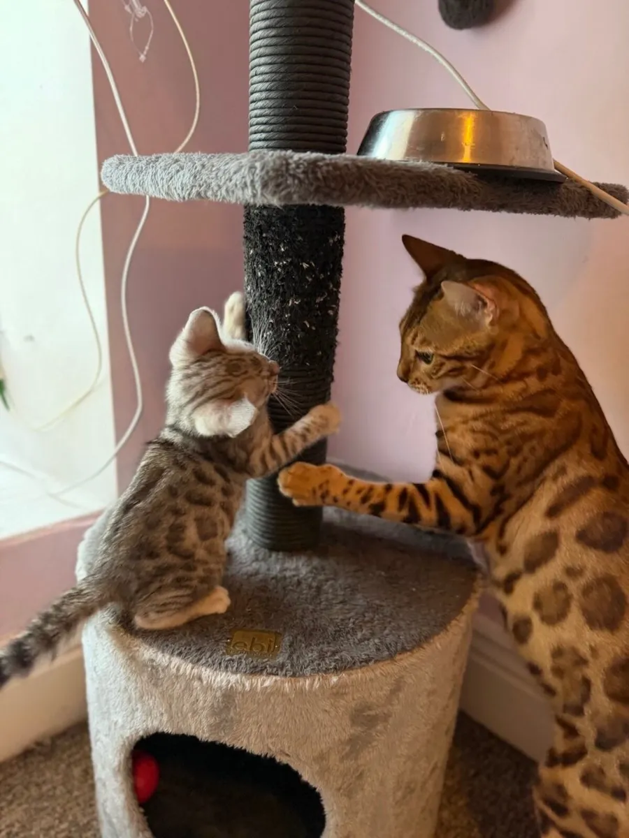 Kitten - Image 4