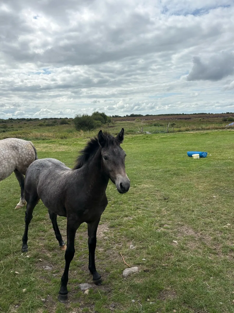 Connemara Grey Foal - Image 1