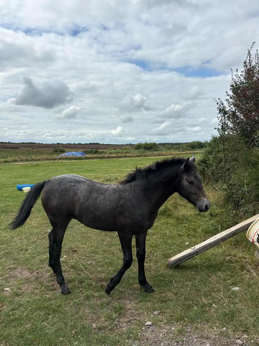 Connemara Grey Foal - Image 3