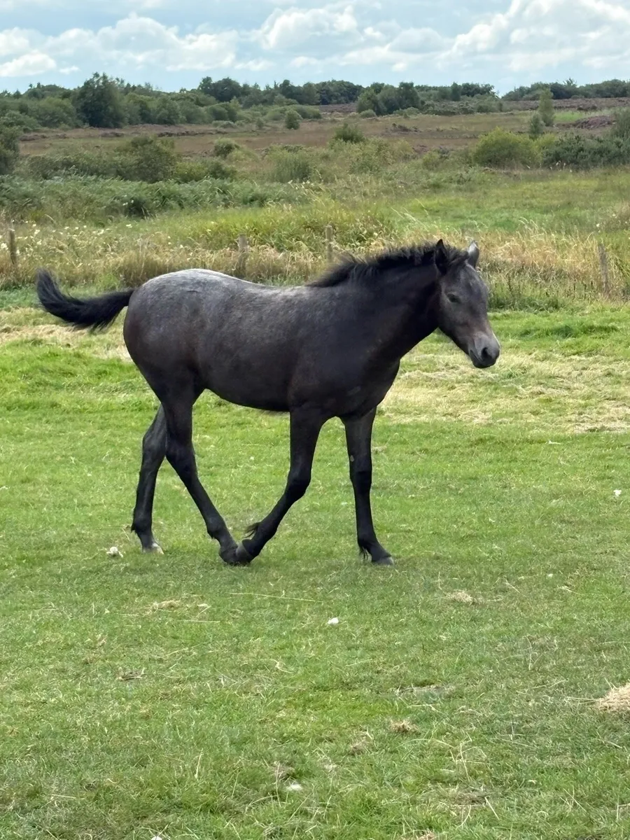 Connemara Grey Foal - Image 2