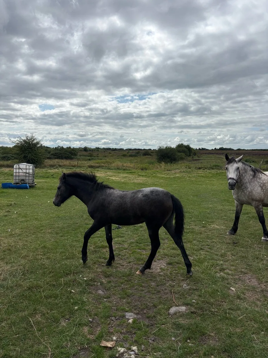 Connemara Grey Foal - Image 4
