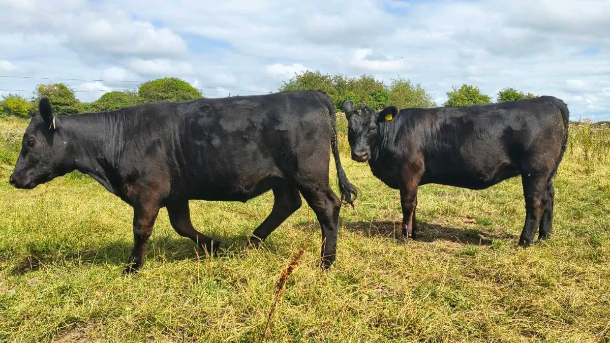 Pedigree Aberdeen Angus heifers - Image 1